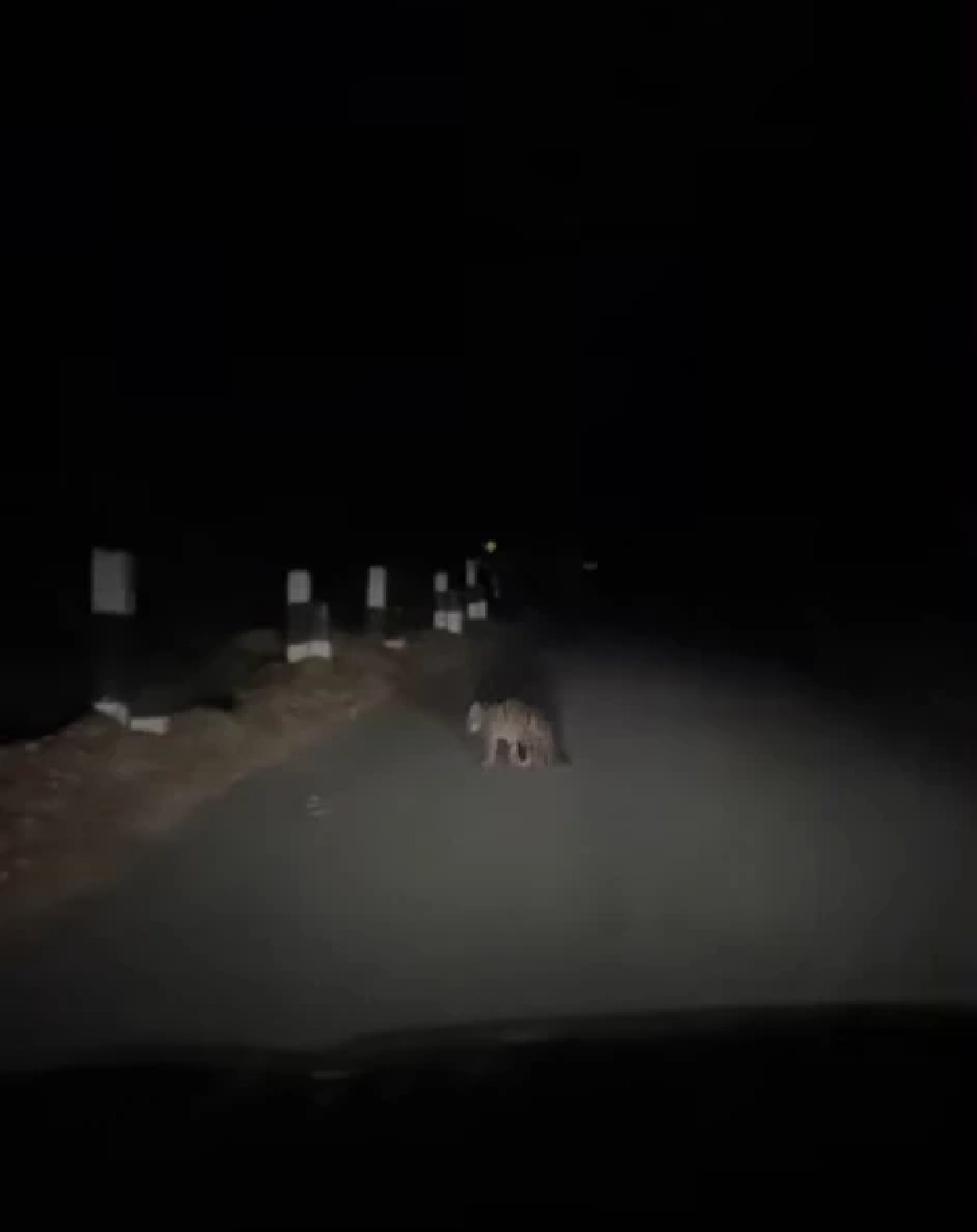 พบเสือลายเมฆหน้าด่านศาลเจ้าพ่อเขาใหญ่ ย้ำความสมบูรณ์มรดกโลก