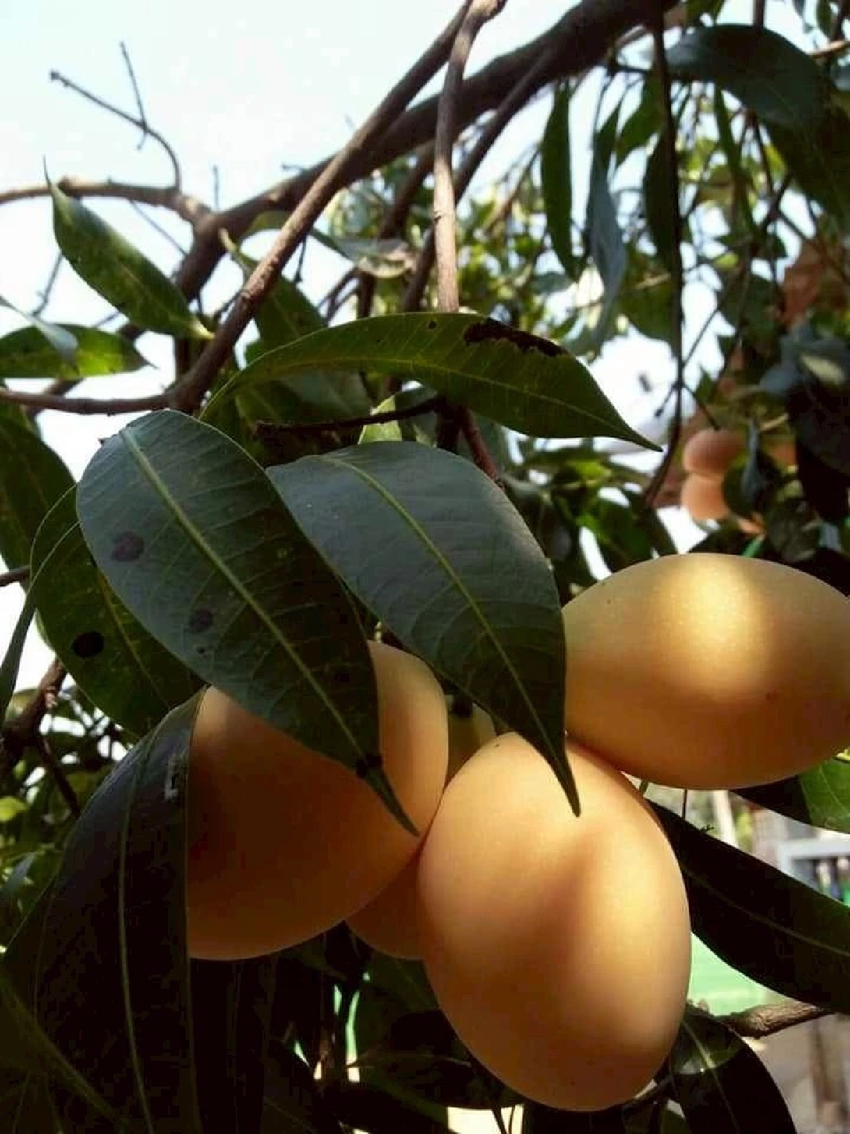 มะยงชิดแม่ย่าสุโขทัย ผงาดสินค้า GI ผลไม้ท้องถิ่นสู่ตลาดคุณภาพ