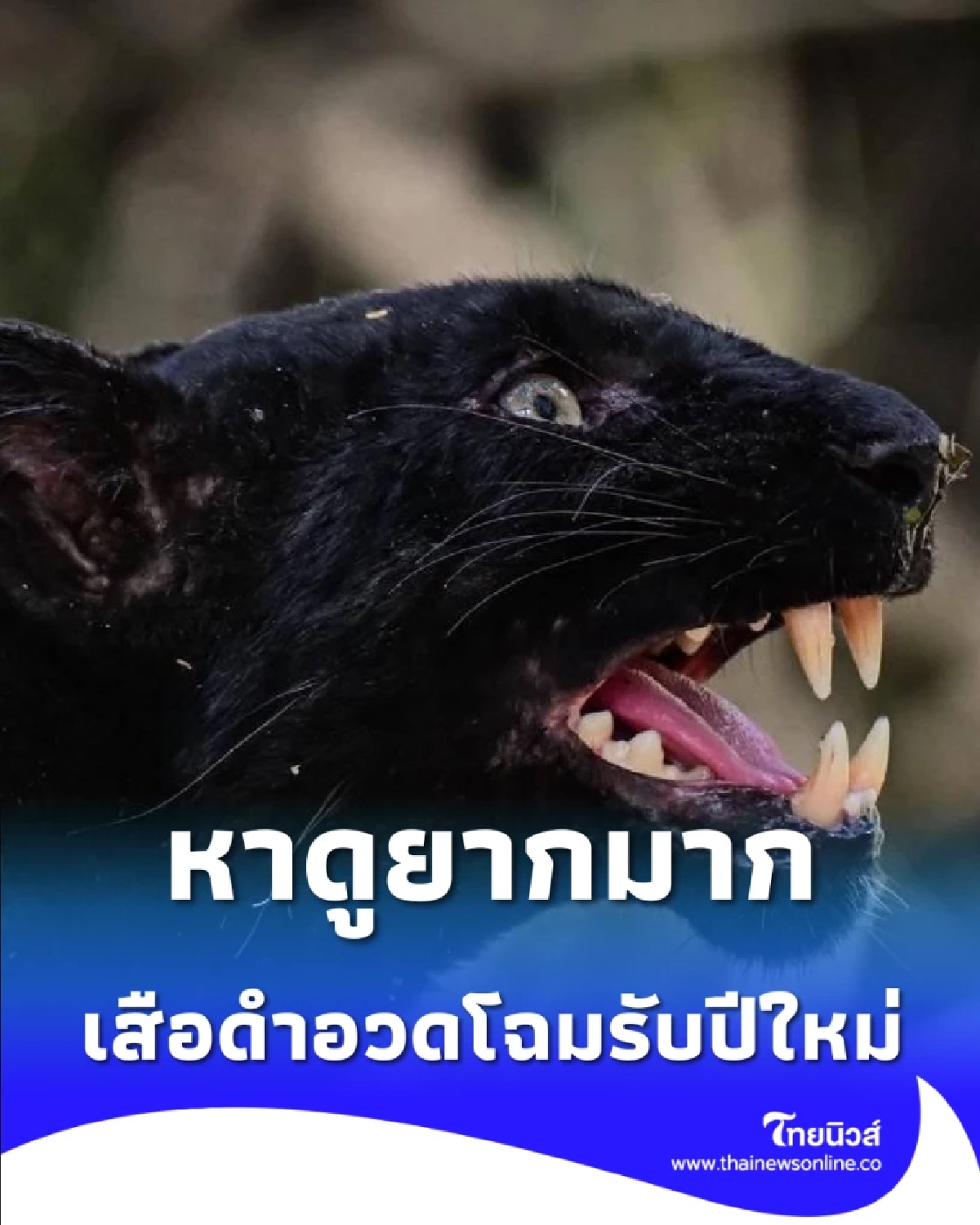 ของขวัญล้ำค่าจากผืนป่า เสือดำ อวดโฉมรับปีใหม่ ณ แก่งกระจาน