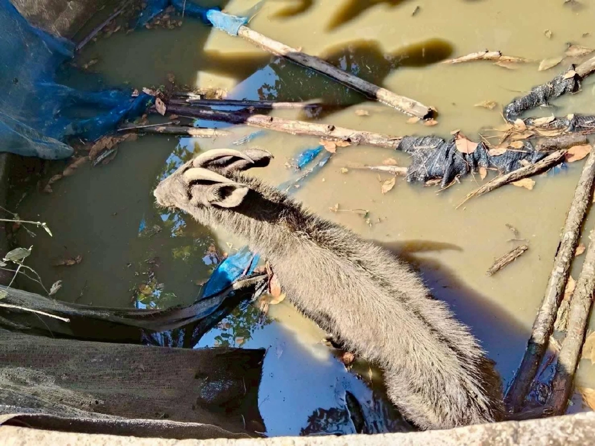 นาทีชีวิต! เลียงผาหนัก 80 กิโลฯ ตกถังพักน้ำ สู้สุดใจรอคนช่วย