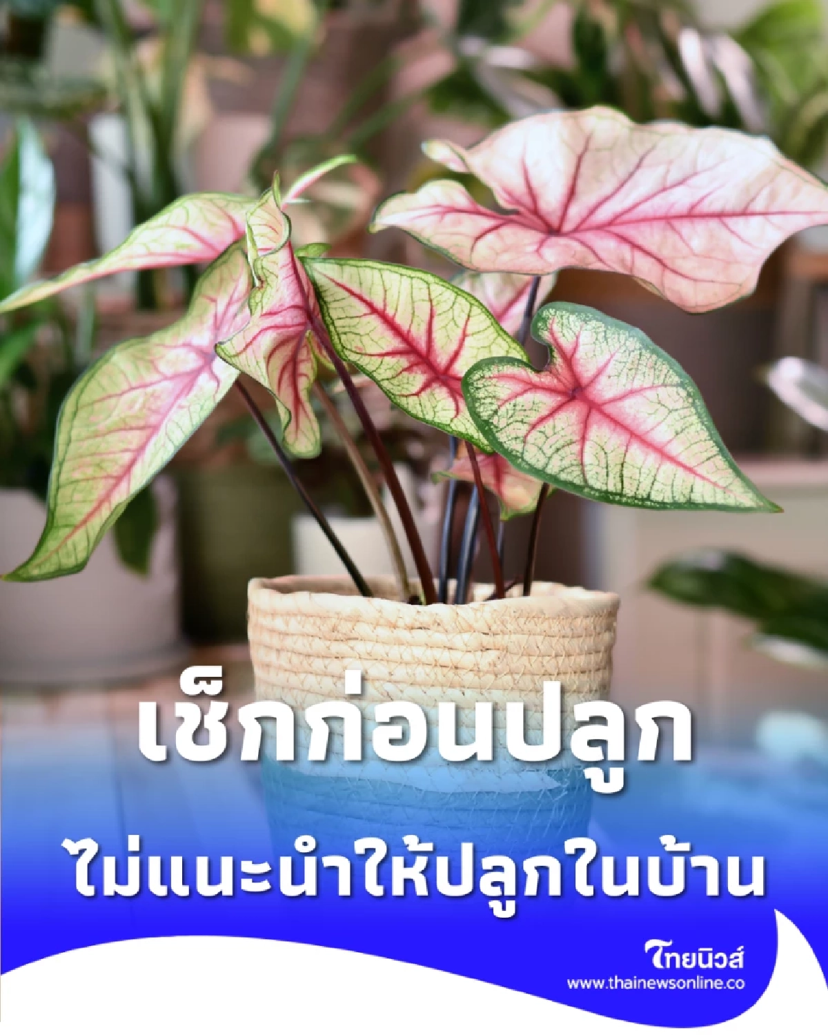 เช็กก่อนปลูก 4 ต้นไม้ สวยแต่แฝงอันตราย ไม่แนะนำให้ปลูกในบ้าน