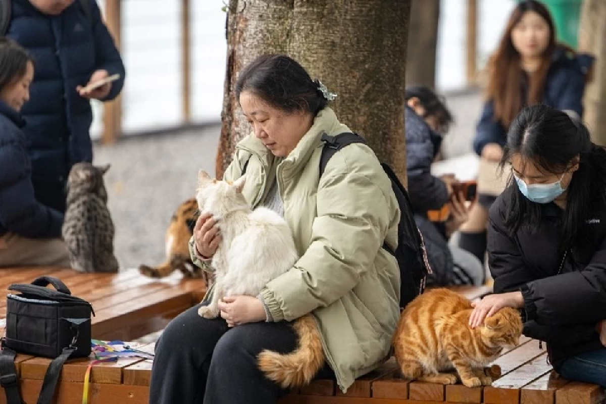 ส่องสวรรค์คนรักแมว! ฉงชิ่งเนรมิตที่ว่างริมแม่น้ำเป็นสวนแมวจร