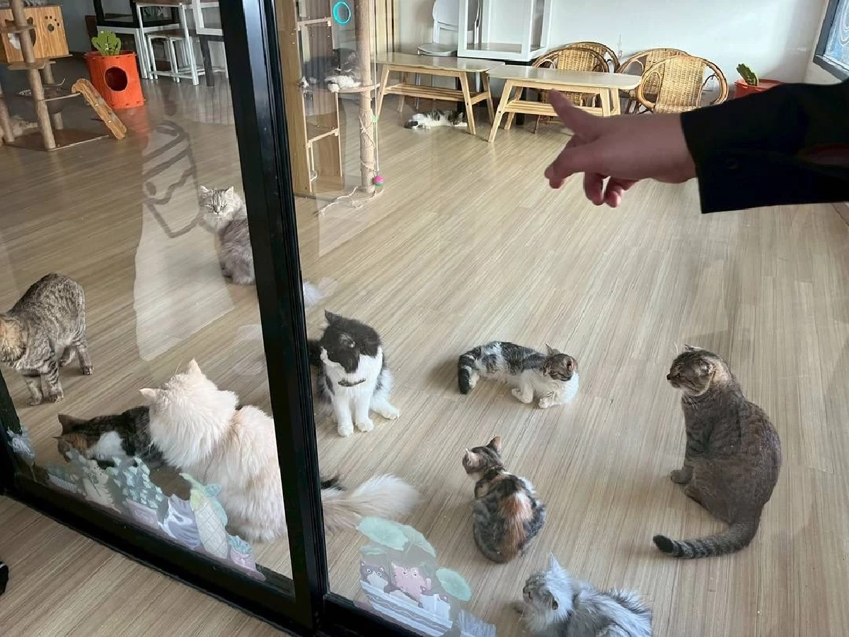 เขตบางเขนรุดตรวจคาเฟ่แมว หลังโซเชียลแฉคลิปทารุณกรรมสัตว์