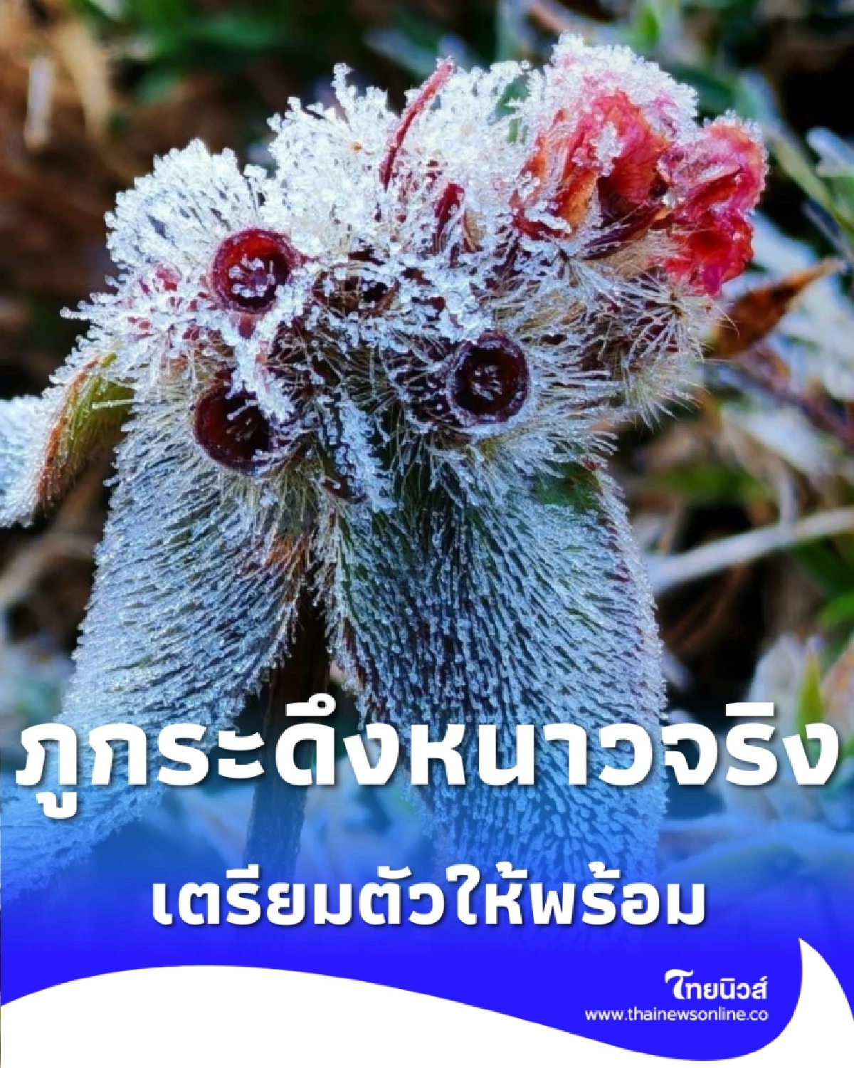 ภูกระดึงแตะ 4 องศาฯ เช็กสภาพอากาศก่อนแพ็กกระเป๋าไปพิชิตยอดภู