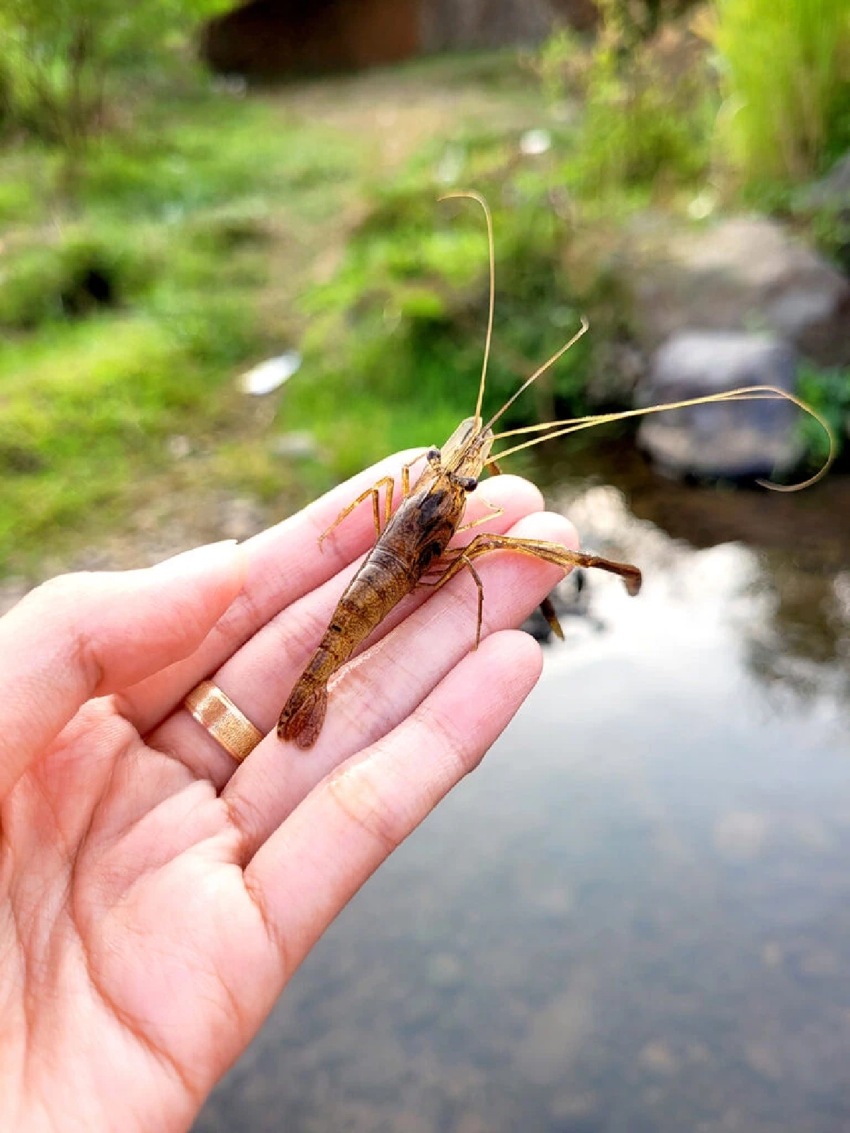 โอกาสทองเกษตรกรไทย ดัน กุ้งชฎา ดาวรุ่งใหม่ ป้อนตลาดญี่ปุ่น-จีน