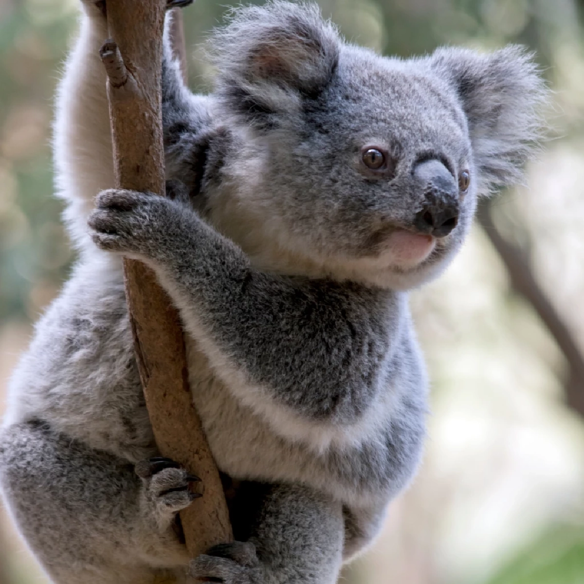 โคอาลา ภัยเงียบทำลายระบบนิเวศ ทำต้นไม้ตายเกลื่อนออสเตรเลีย