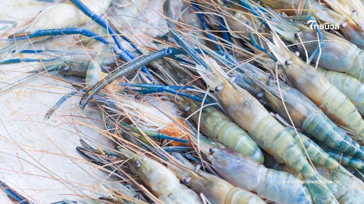 วิธีเลือกกุ้งสดจริง ไม่ใช่กุ้งอัดสาร เช็กง่ายๆ 6 จุด จำครั้งเดียวใช้คุ้มตลอดไป