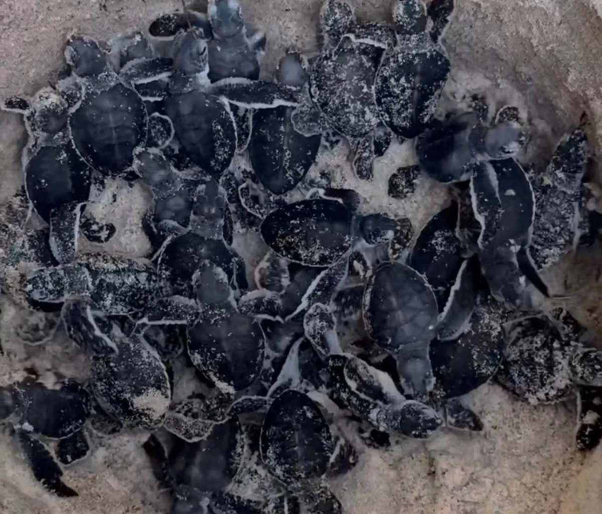 สิมิลันเฮ! ลูกเต่าตนุรังที่ 3 ฟักตัว 51 ตัว ลงสู่ทะเลอันดามัน