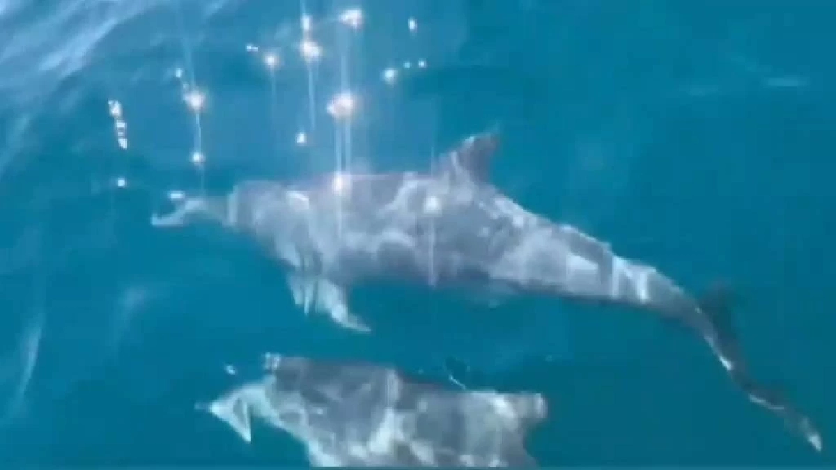 ฮือฮา! ฝูงโลมาปากขวดอวดโฉมเกาะทะลุ ย้ำทะเลระยองอุดมสมบูรณ์