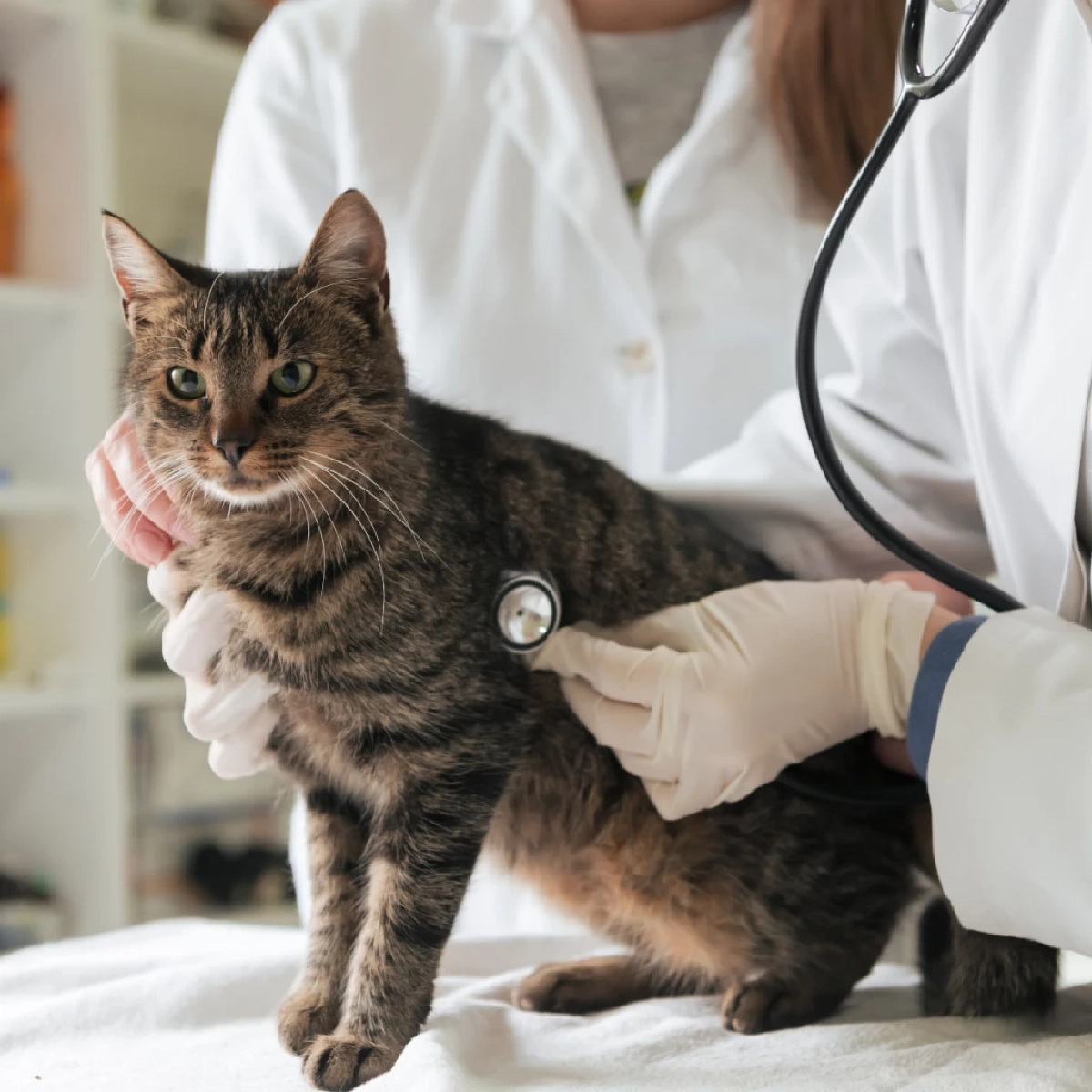 วิธีปฐมพยาบาลเมื่อแมวมีอาการชัก ข้อควรทำและห้ามทำเพื่อความปลอดภัย