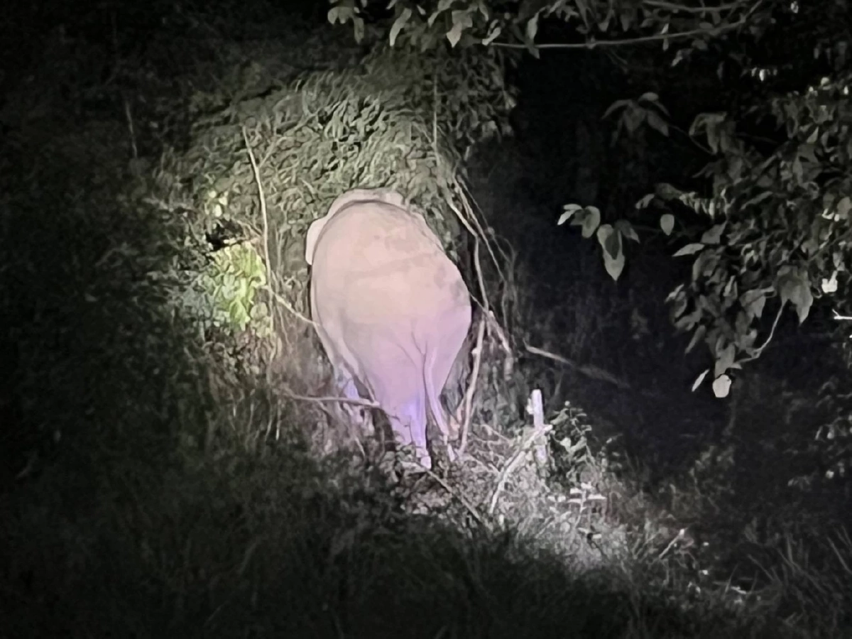 เจอตัวแล้ว! พลายชมวิวปลอดภัย หลังถูกรถชนหายตัวเข้าป่าเขาใหญ่