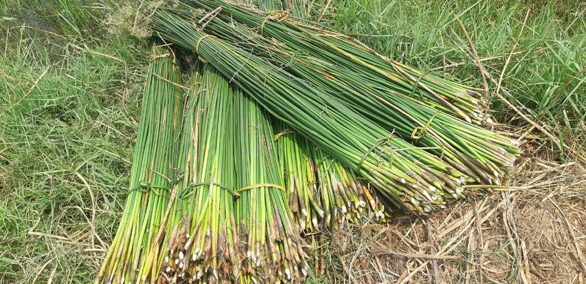 ปั้นเสื่อกกสู่เวทีโลก กกเหล่าพัฒนา ขึ้นแท่น GI ภูมิปัญญานครพนม