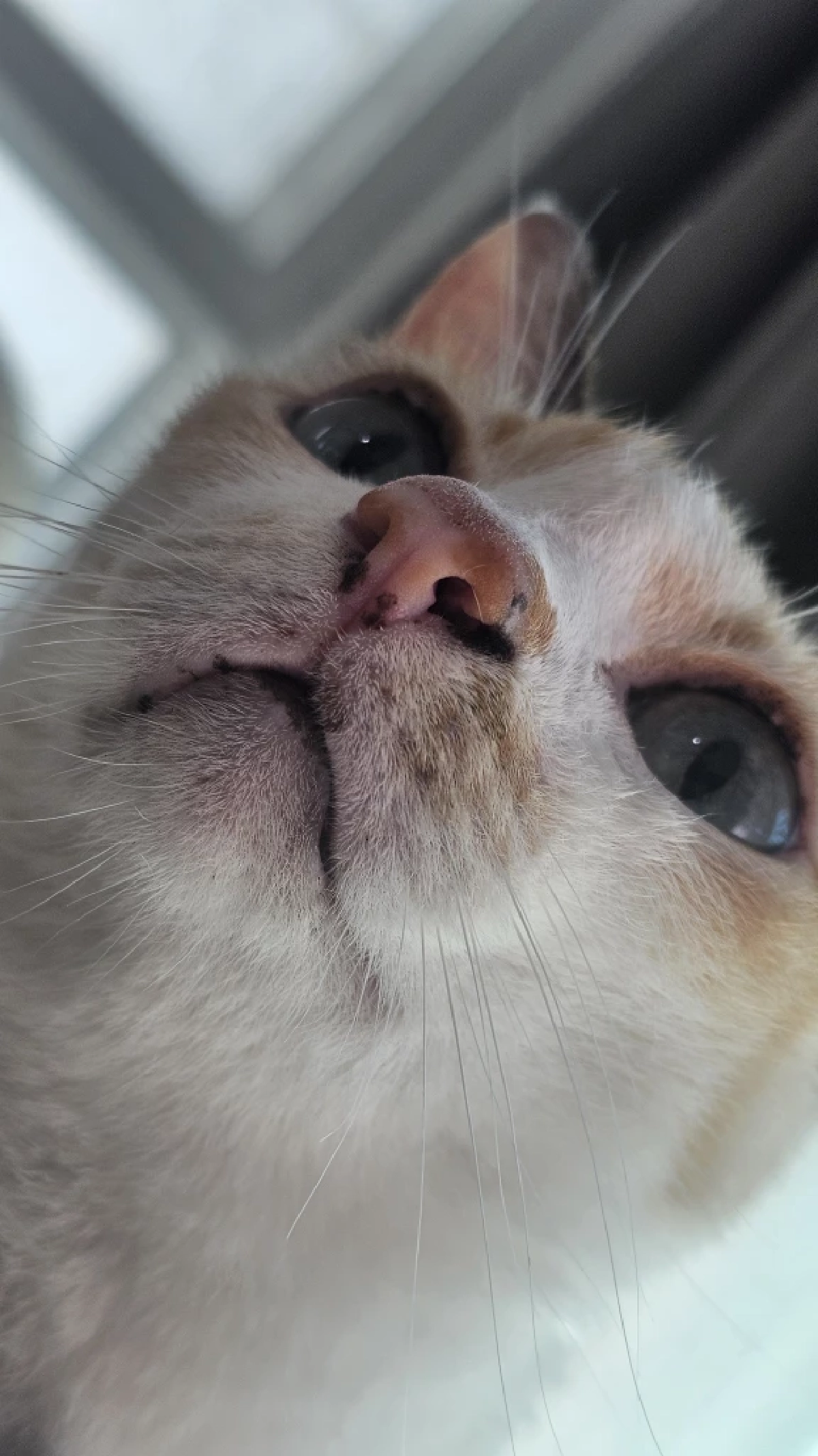 ทำความรู้จัก Lentigo ภาวะจุดดำบนปากแมว เรื่องปกติที่ทาสต้องรู้