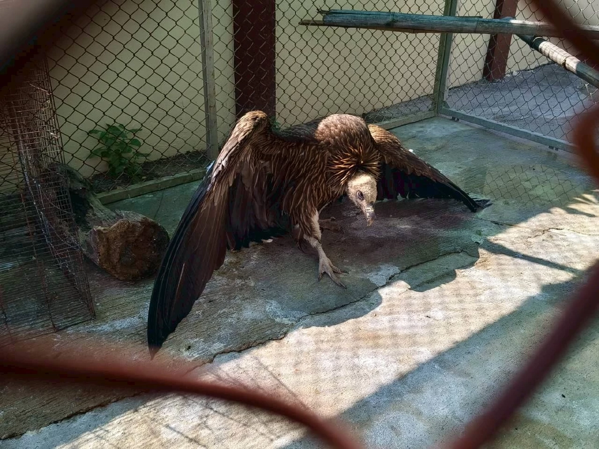 อัปเดต นิกกี้ แร้งสีน้ำตาลหิมาลัย อาการดีขึ้น แข็งแรงขึ้น