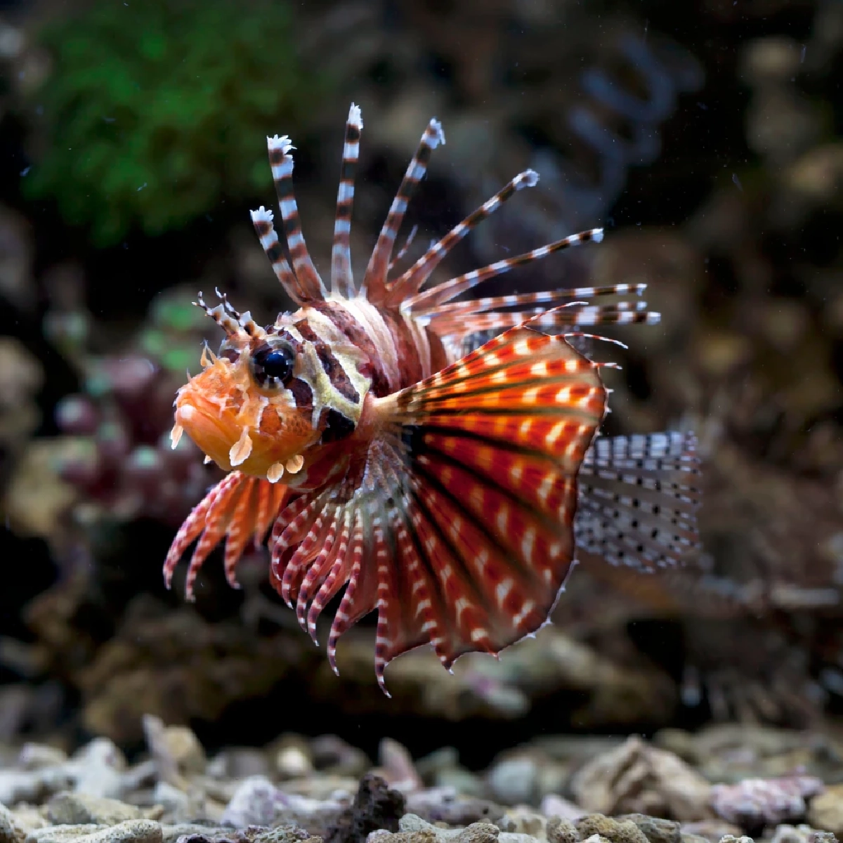 เอเลี่ยนปลาสิงโตบุกทะเล ชูแคมเปญบริโภคกู้ระบบนิเวศ