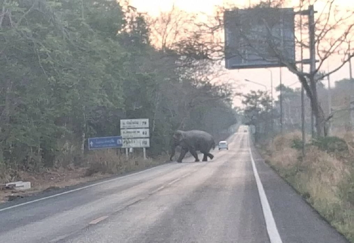 นาทีระทึก! ฝูงช้างป่า 80 ตัวบุกถล่มสวน เผยนาทีทำร้ายคนงานสาหัส