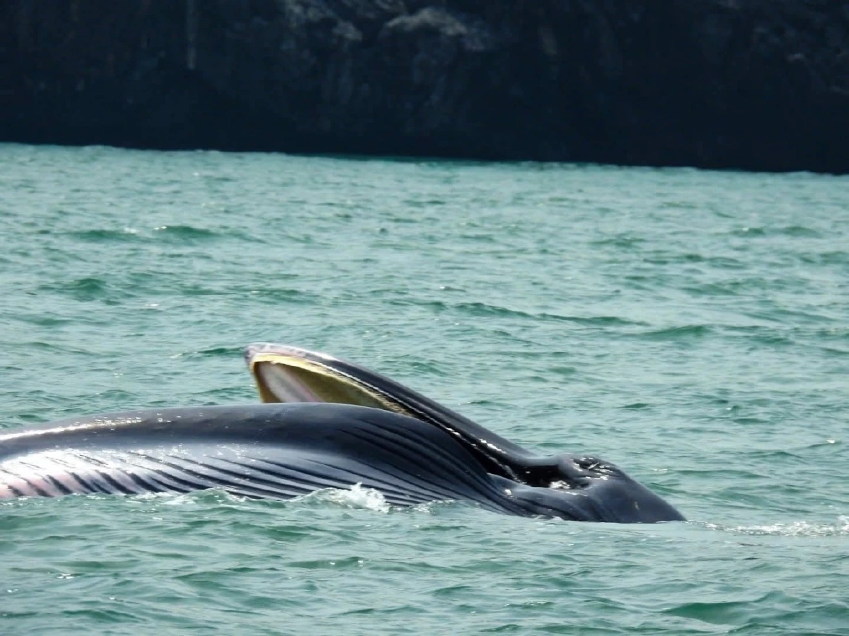 วาฬบรูด้า 2 ตัว อวดโฉมต่อเนื่องใจกลางทะเลหมู่เกาะอ่างทอง