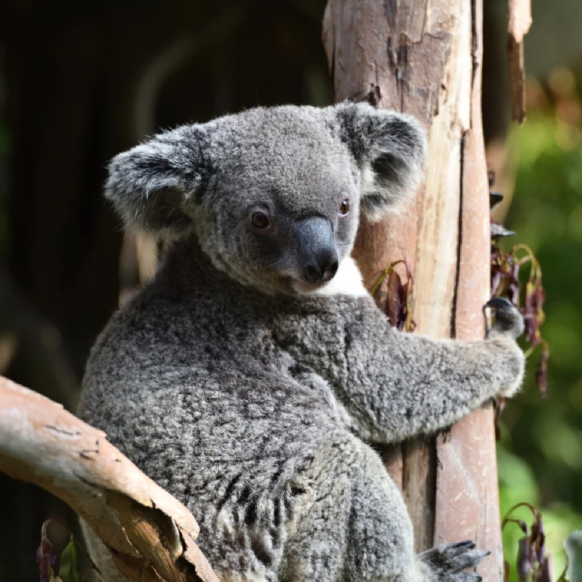 โคอาลา ภัยเงียบทำลายระบบนิเวศ ทำต้นไม้ตายเกลื่อนออสเตรเลีย