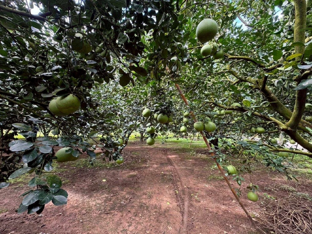 กรมทรัพย์สินทางปัญญา ประกาศ “ส้มโอเวียงแก่น” เป็น GI น้องใหม่