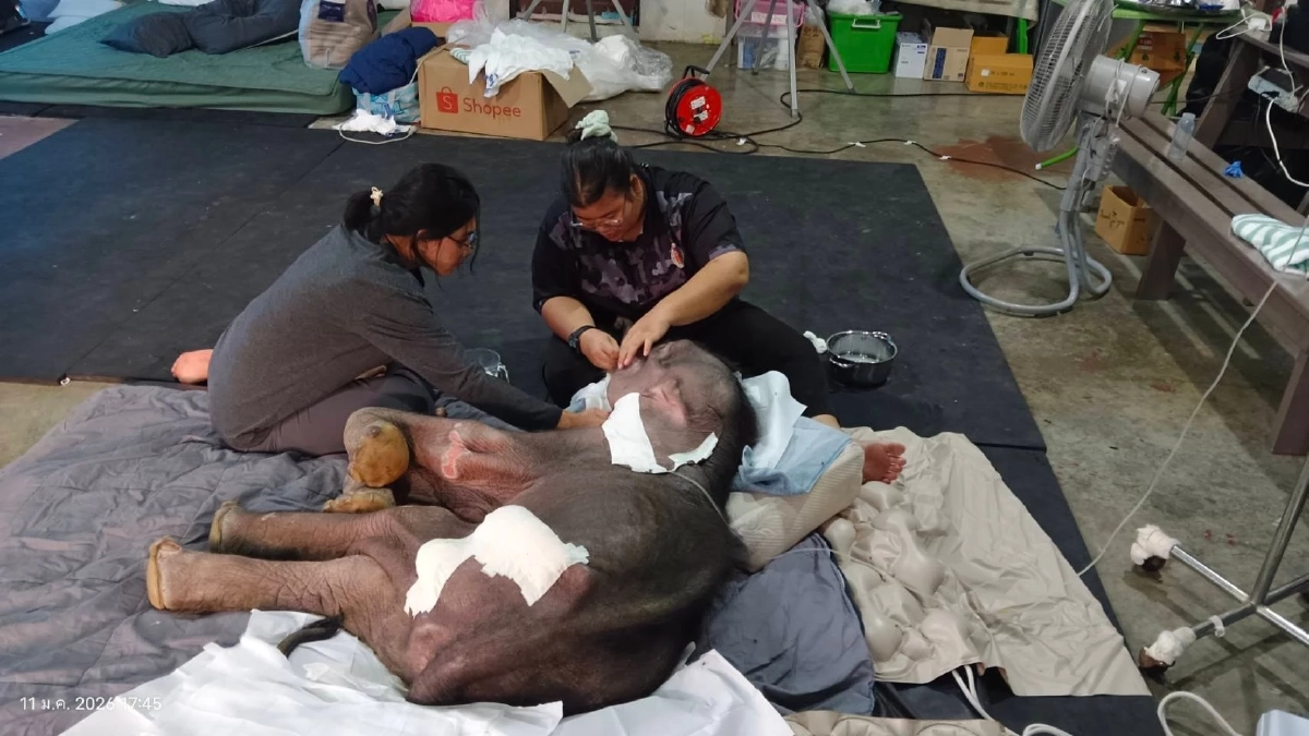 อัพเดทความคืบหน้า น้องข้าวต้ม ต้องเฝ้าระวังตลอด 24 ชั่วโมง