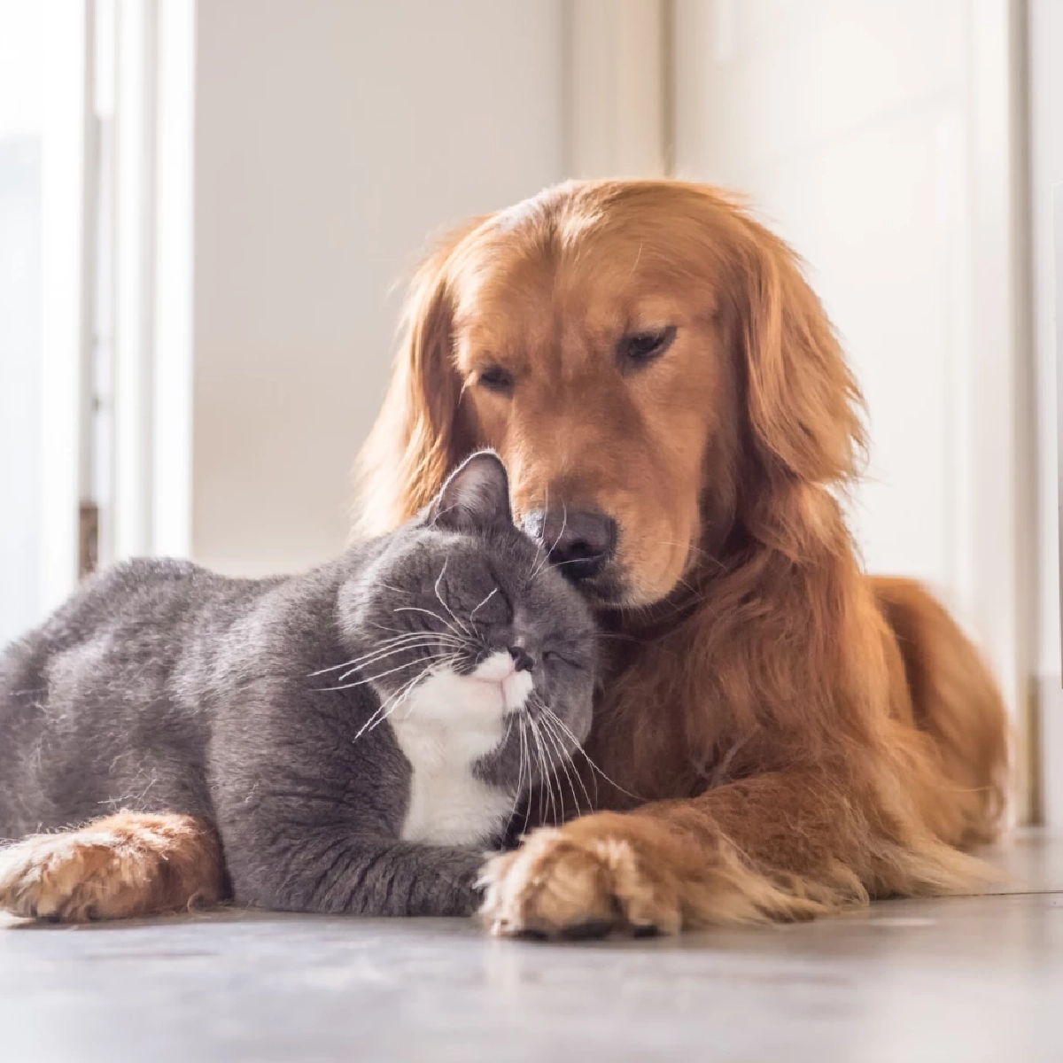 กทม. เปิดจดทะเบียนและฝังไมโครชิปสัตว์เลี้ยงฟรี รับกฎหมายใหม่