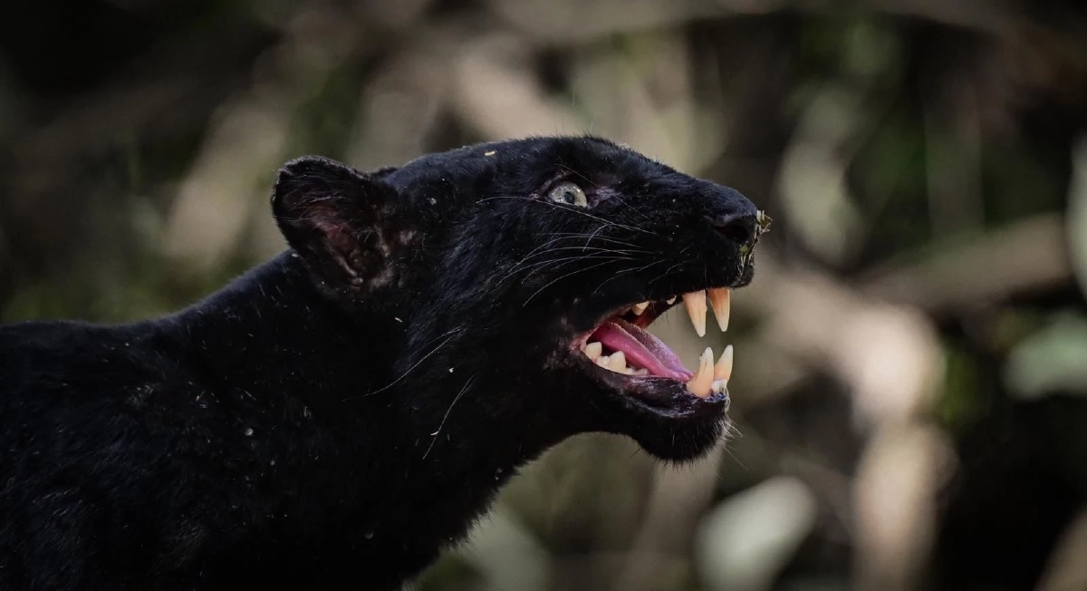 นักท่องเที่ยวโชคดี ถ่ายภาพเสือดำแก่งกระจาน ตอกย้ำมรดกโลก