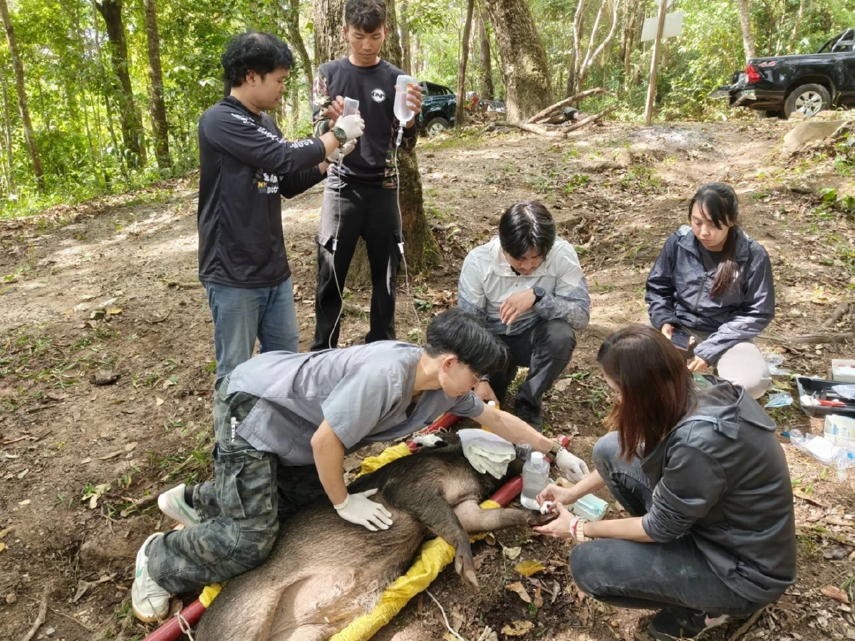 นาทีชีวิต! ช่วยหมูป่าดอยสุเทพติดแร้วพรานป่า บาดเจ็บสาหัส
