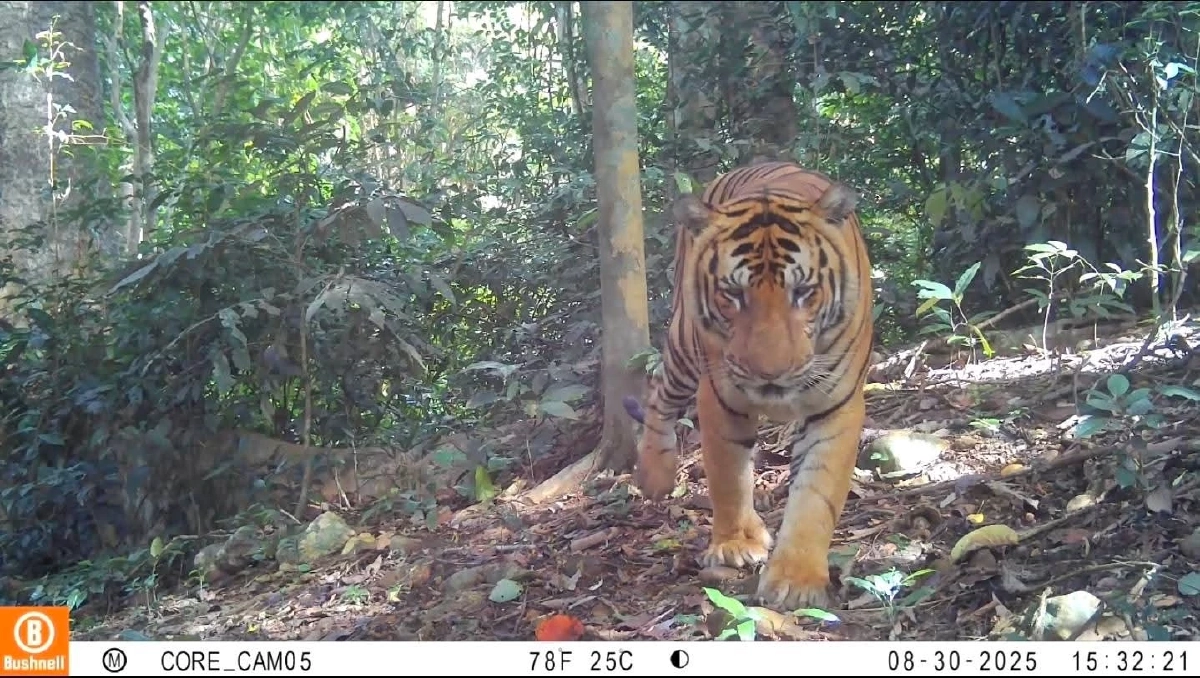 อุทยานแก่งกระจานเผยภาพ "เสือโคร่ง-จระเข้น้ำจืด" หลังลาดตระเวน 10 วัน