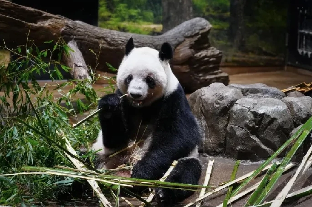 ส่ง เสี่ยวเสี่ยว-เหล่ยเหล่ย กลับจีนแล้ว ญี่ปุ่นไร้แพนด้าในรอบ 50 ปี