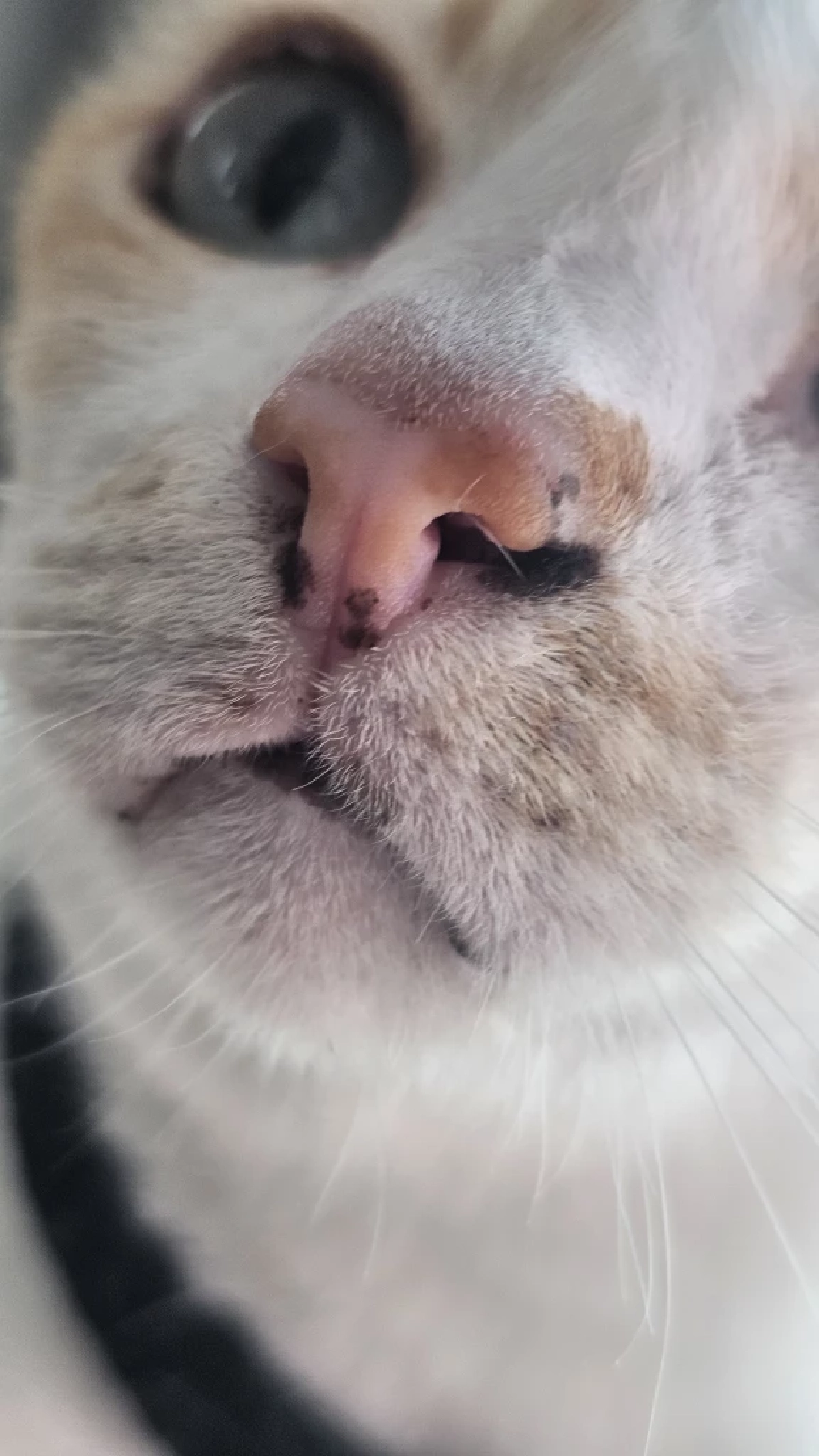 ทำความรู้จัก Lentigo ภาวะจุดดำบนปากแมว เรื่องปกติที่ทาสต้องรู้