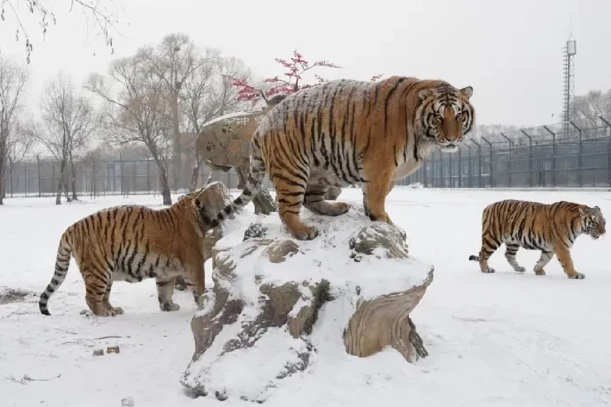 ชมภาพเสือโคร่งไซบีเรียแห่งฮาร์บิน พักผ่อนกลางหิมะสุดสบายใจ
