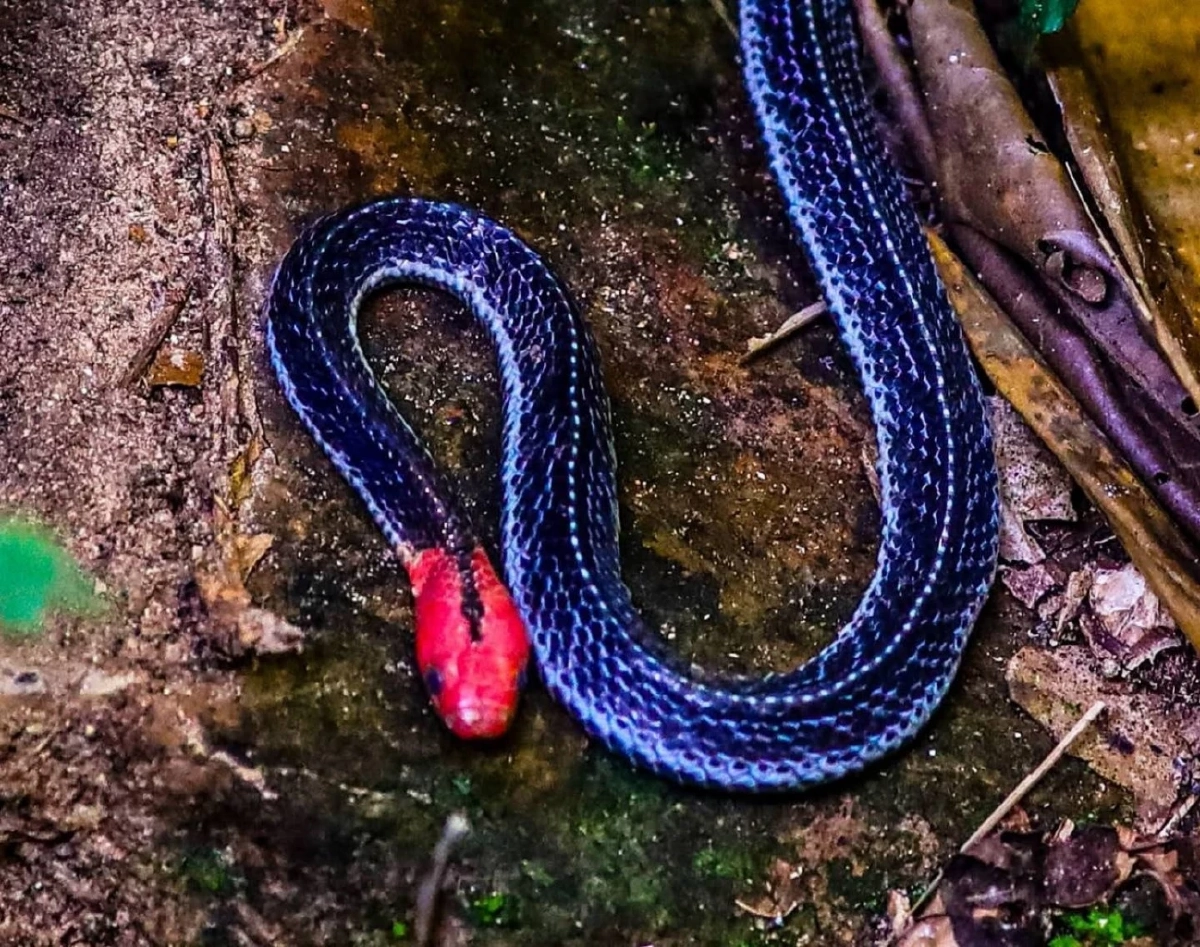 รู้จัก งูสามเหลี่ยมหัวแดง งูหายากสีสันโดดเด่น งดงาม