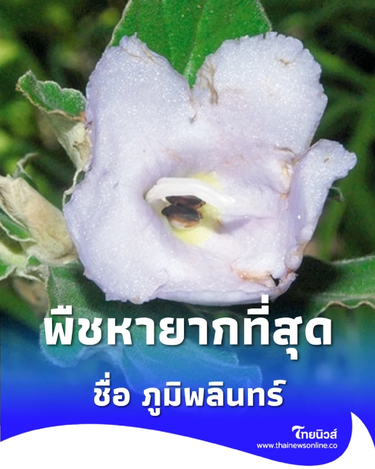 ความงามจากผาหิน ภูมิพลินทร์ ดอกไม้หายากหนึ่งเดียวในโลก