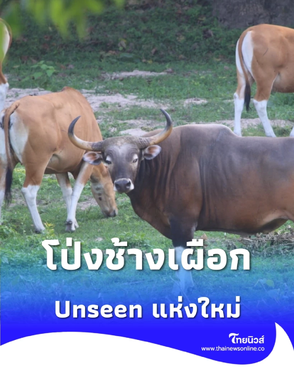 จากร้างสู่รุ่ง เปิดตำนาน โป่งช้างเผือก แหล่งดูสัตว์ป่าสุด Unseen แห่งใหม่