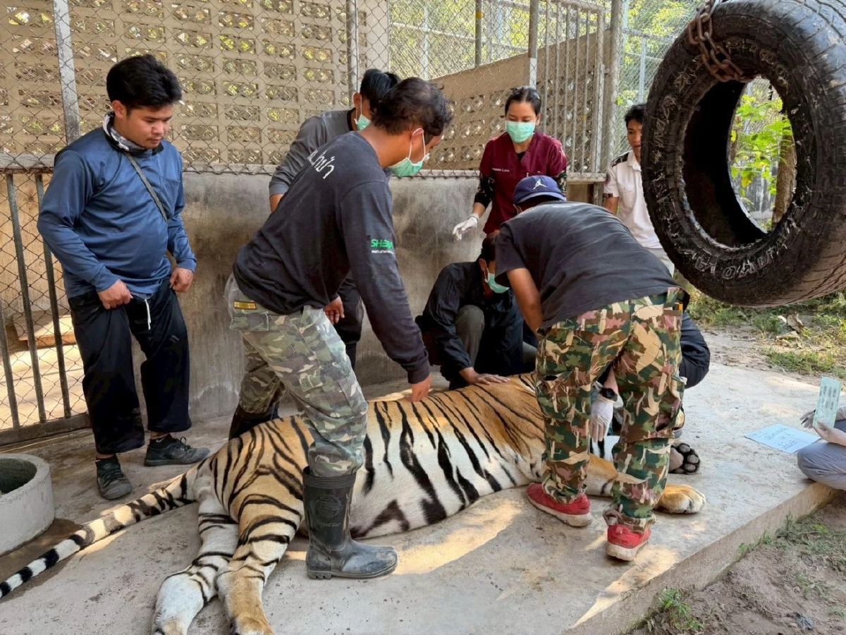 ห้วยขาแข้งจับมือทีมสัตวแพทย์ตรวจสุขภาพสัตว์ป่า สร้างฐานข้อมูล