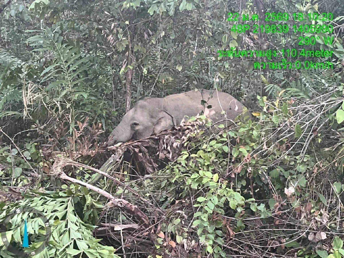 อุทยานฯ น้ำตกคลองแก้ว เฝ้าระวังช้างป่า 15 ตัว ออกนอกพื้นที่