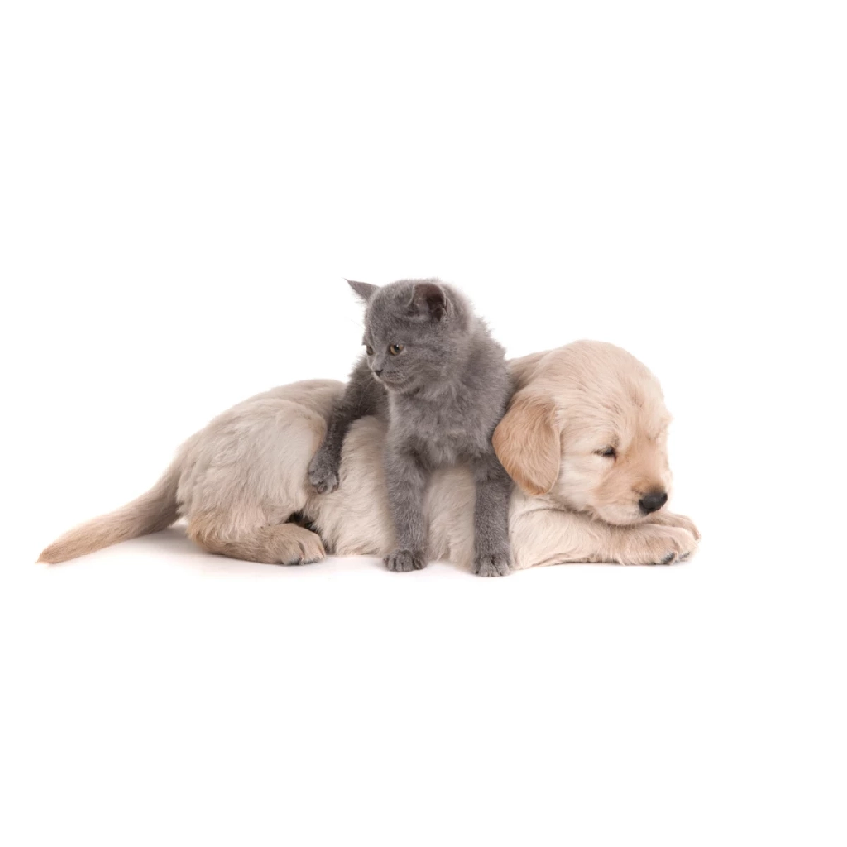 กทม. เปิดจดทะเบียนและฝังไมโครชิปสัตว์เลี้ยงฟรี รับกฎหมายใหม่