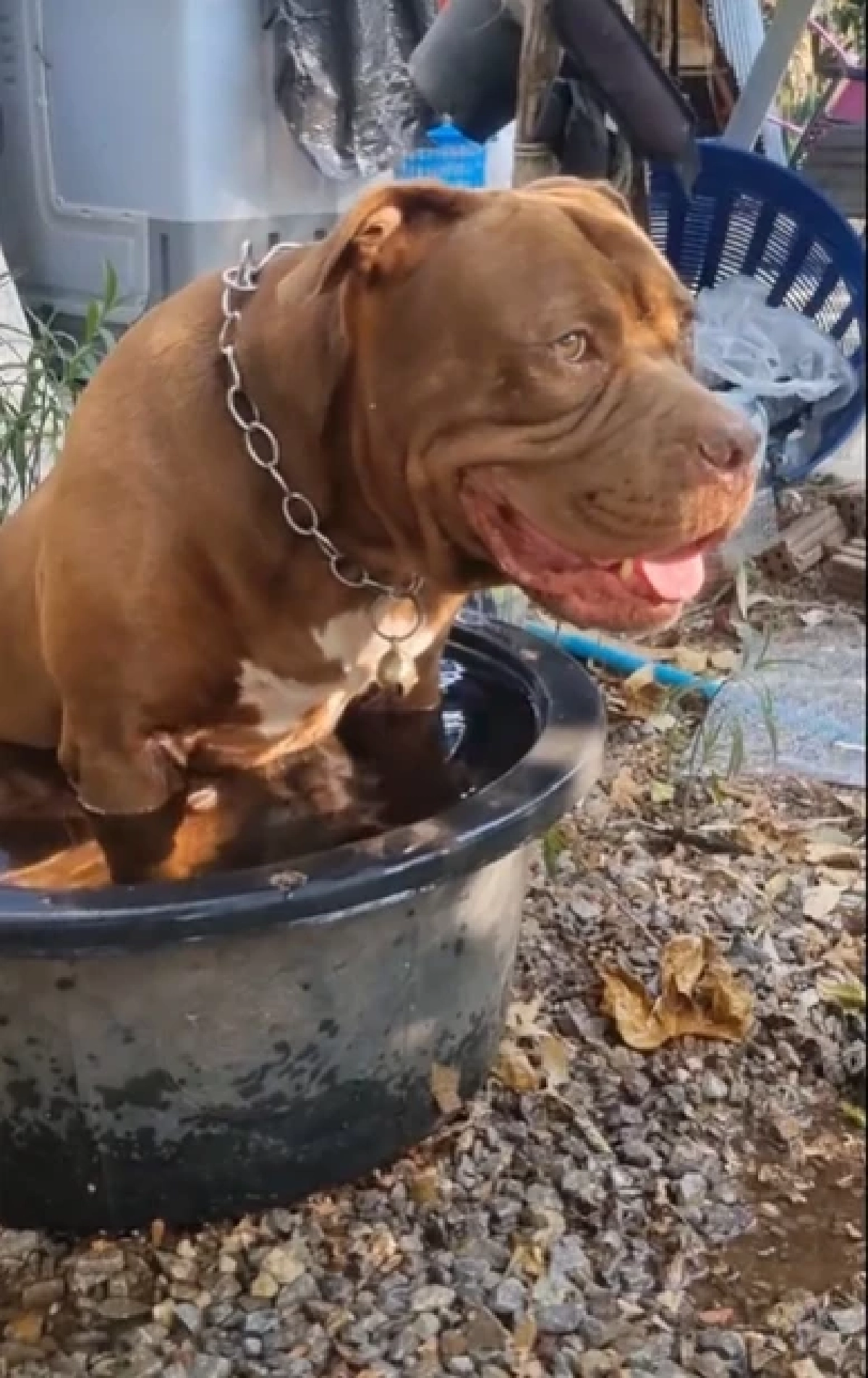 ขนลุก พิทบูลหอนเตือนภัย เจ้าของรอดเครนถล่มทับรถไฟปาฏิหาริย์