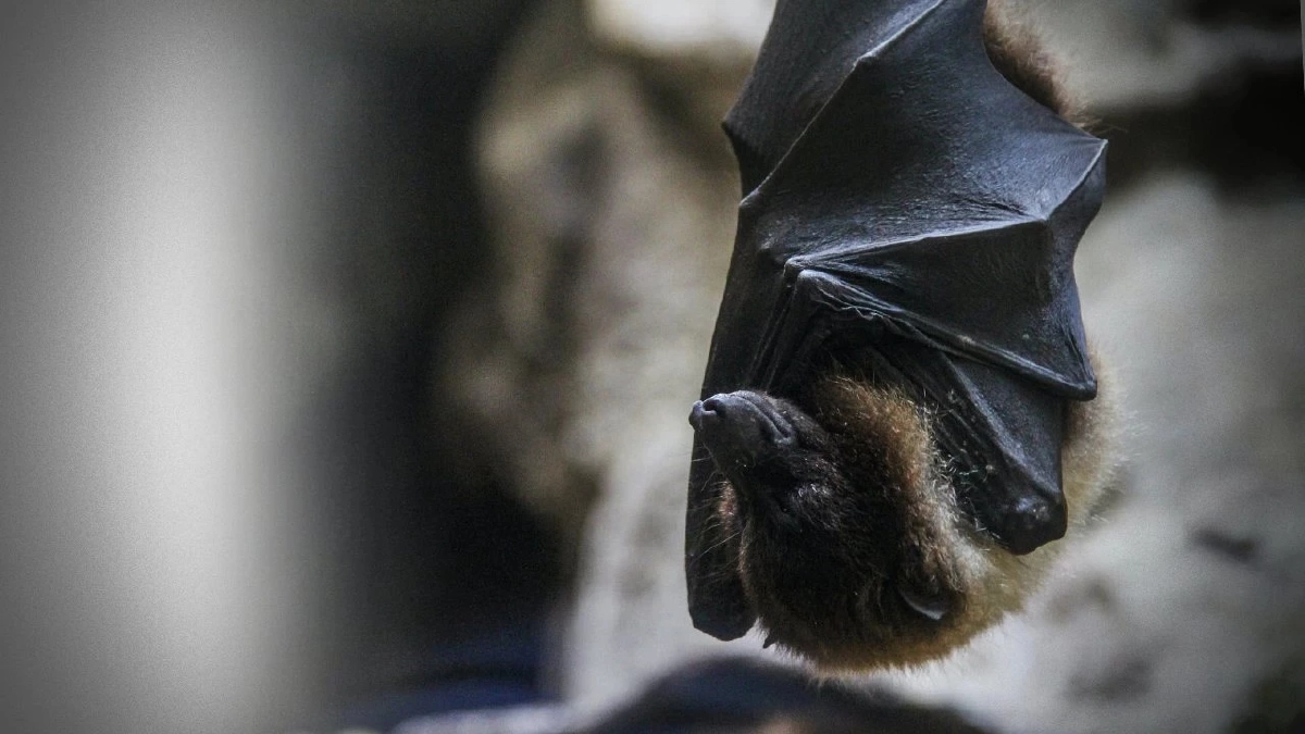 รู้จัก “ไวรัสนิปาห์” เชื้ออันตรายจากค้างคาว ติดจากสัตว์สู่คนได้ง่าย เสียชีวิตสูง