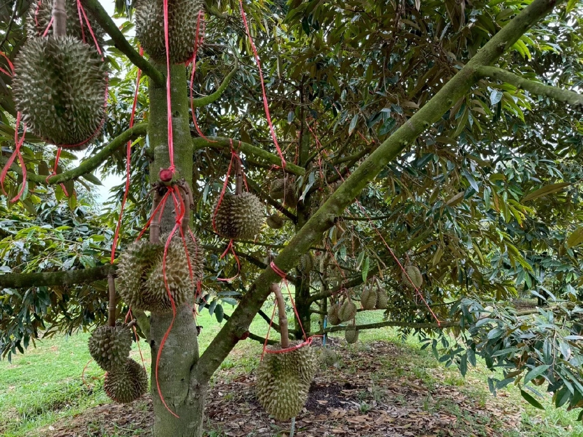 ทุเรียนชุมพร ผงาด GI น้องใหม่ เนื้อหนา หอมมัน คุณภาพระดับโลก