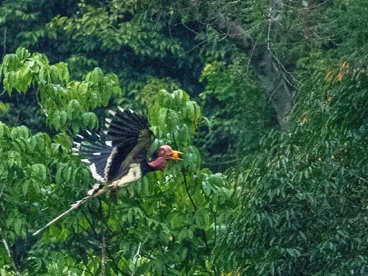พบ "นกชนหิน" สัตว์ป่าสงวนหายาก โผล่กลางป่าคลองแสง