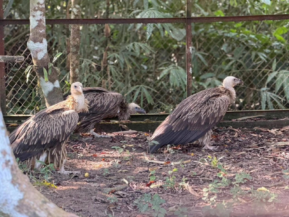 สัญญาณฟื้นตัวดี อัปเดตอาการแร้งสีน้ำตาลหิมาลัย ปีกเริ่มแข็งแรง