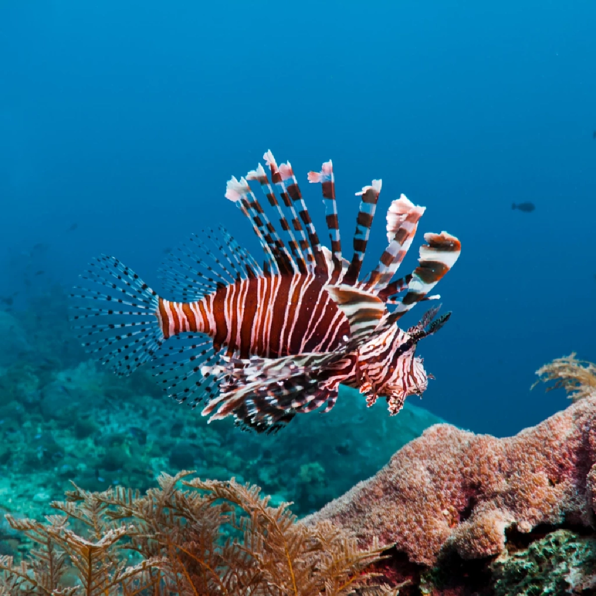 เอเลี่ยนปลาสิงโตบุกทะเล ชูแคมเปญบริโภคกู้ระบบนิเวศ