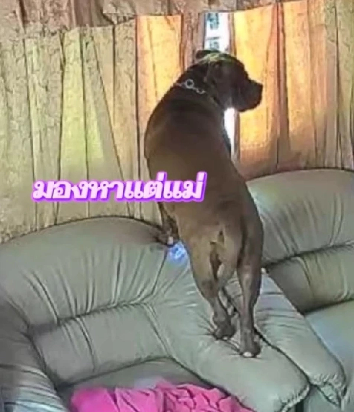 ขนลุก พิทบูลหอนเตือนภัย เจ้าของรอดเครนถล่มทับรถไฟปาฏิหาริย์