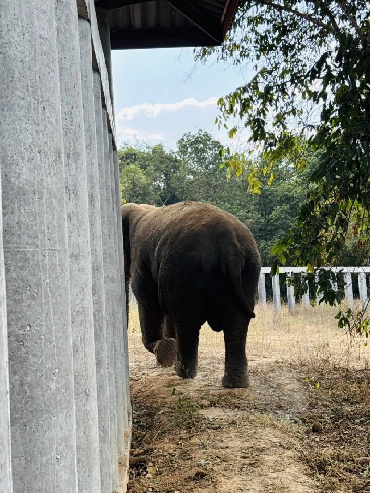 อัปเดต "สีดอแก้ว" ปรับตัวดีที่ช่องกล่ำบน ทีมสัตวแพทย์ดูแลใกล้ชิด 24 ชม.