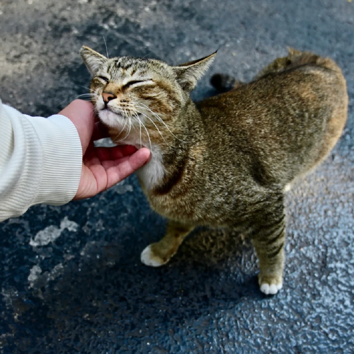 แมวไม่ได้รักทุกคน เปิดความลับวิธีเป็น "คนโปรด" ที่เหมียวเลือก