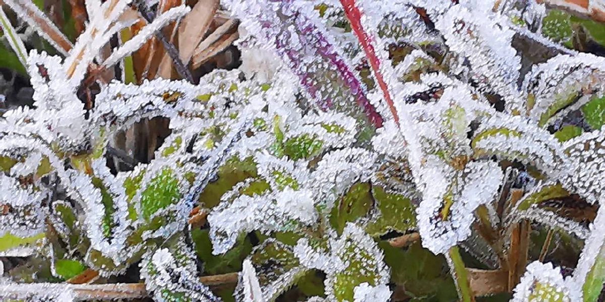 หนาวจัดสะกดสายตา! เหมยขาบ–แม่คะนิ้ง ขาวโพลนยอดดอยอินทนนท์