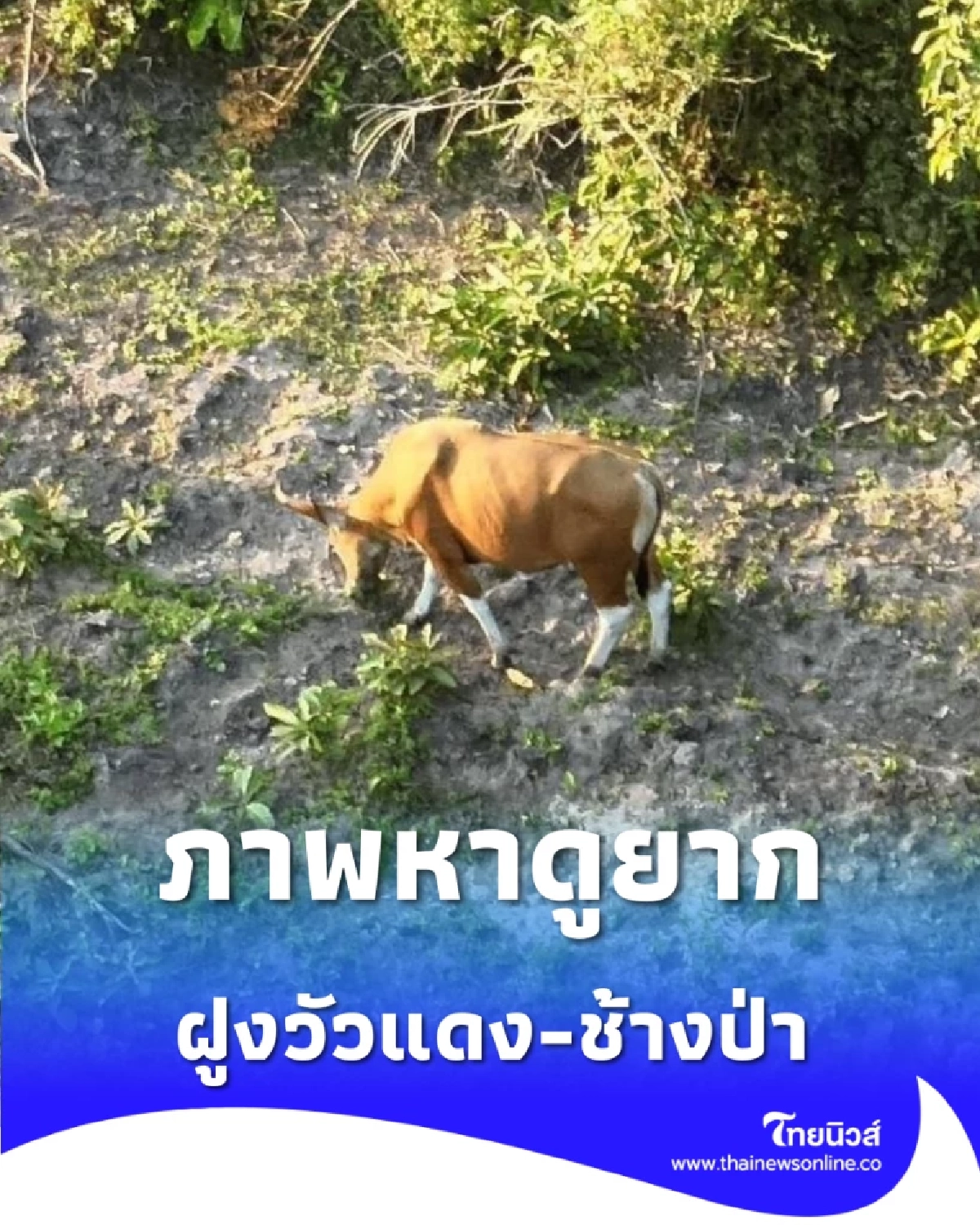 ภาพหาดูยาก โดรนจับชัดฝูงวัวแดง-ช้างป่า ออกหากินห้วยทับเสลา