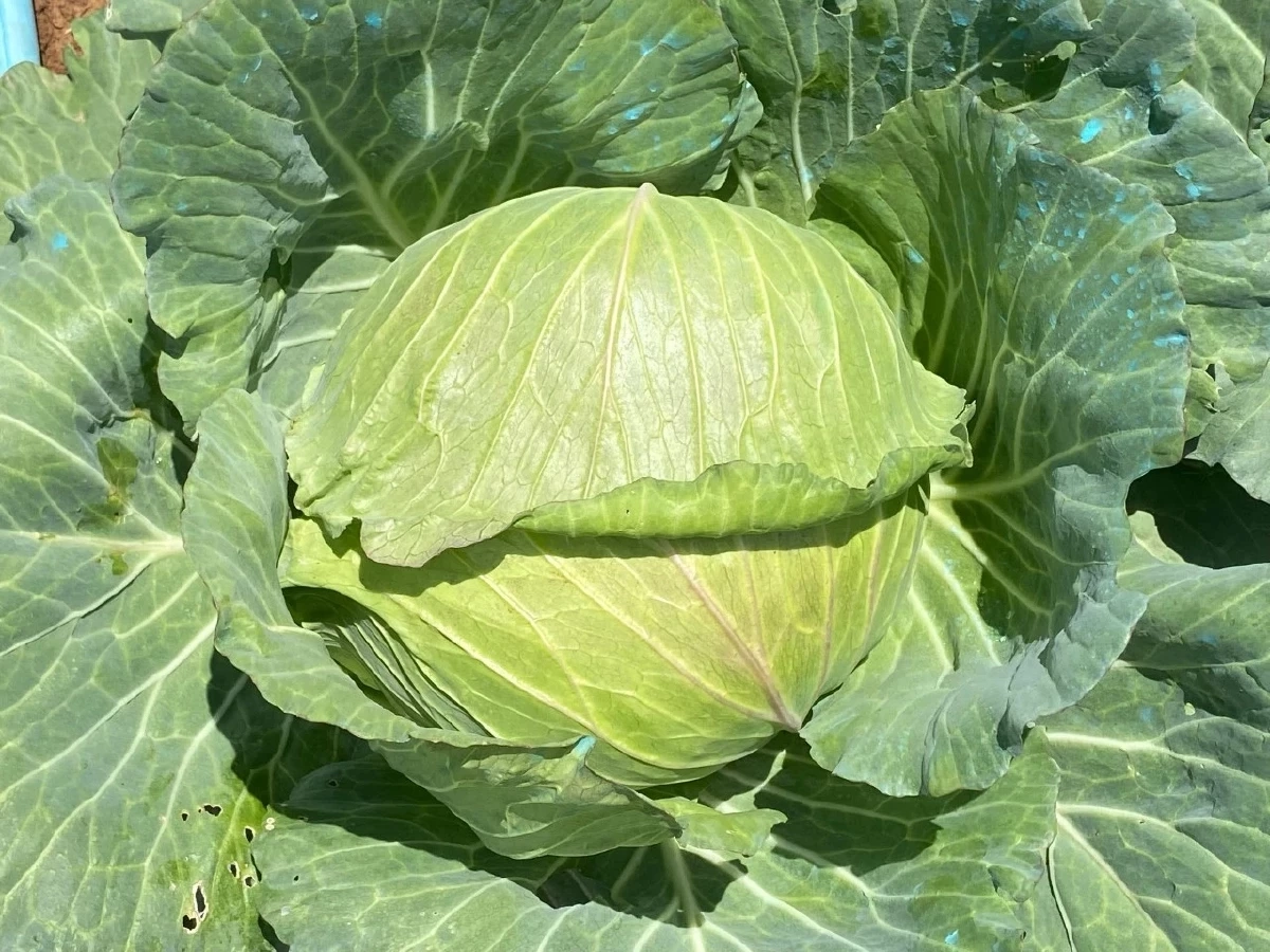 กะหล่ำปี ผักบ้านๆ แต่ประโยชน์ไม่ธรรมดา กินแล้วดีต่อสุขภาพ
