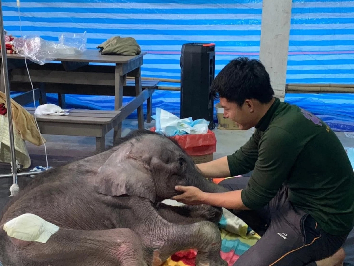 ปาฏิหาริย์มีจริง! "พังข้าวต้ม" สู้สุดใจ พลิกฟื้นอาการวิกฤต